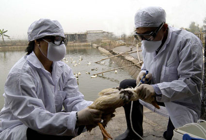 Cấp bách ngăn chặn dịch cúm gia cầm