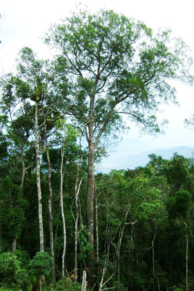 Hệ thực vật Hòn Bà với tài nguyên đa dạng, phong phú.