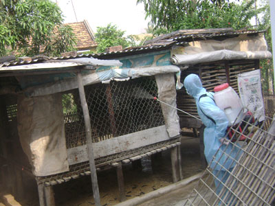 Công bố dịch bệnh cúm gia cầm (H5N1) tại thị xã Ninh Hòa