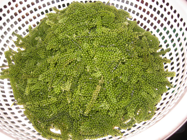 Trồng rong nho ở Trường Sa