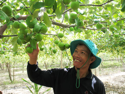 Làm giàu nhờ mô hình trồng táo Thái Lan