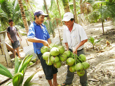 Xây dựng thương hiệu cho cây dừa