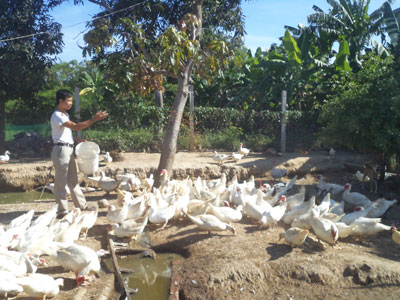 Nuôi ngan Pháp: Hiệu quả nhưng khó ở “đầu ra”