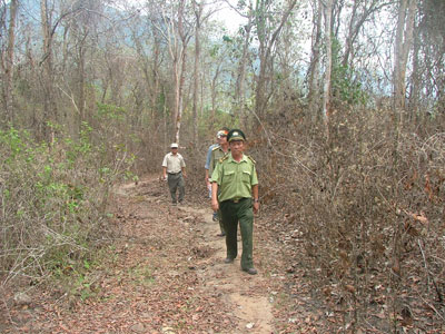 Tổ chức thường trực 24/24 giờ trong ngày để phòng cháy, chữa cháy rừng