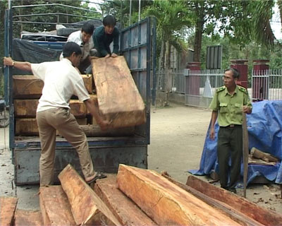  Lực lượng chức năng của Hạt Kiểm lâm Khánh Vĩnh đưa số gỗ lậu về trụ sở lập biên bản.