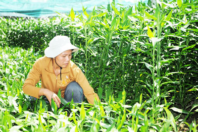 Bước đầu mang lại hiệu quả