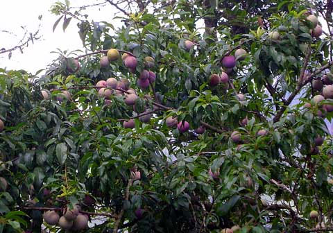 Bắc Hà mùa mận tam hoa 