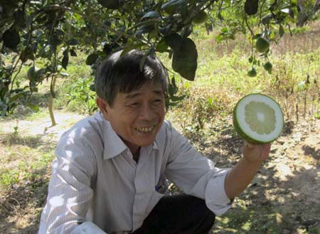 Chiếu xạ tạo giống bưởi không hạt