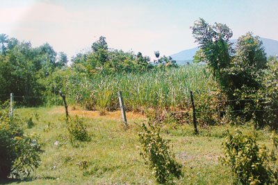 Bắt nguồn từ khâu quản lý