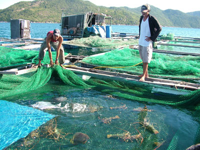 Từ đầu năm đến nay, tôm hùm nuôi ở xã đảo Vạn Thạnh, huyện Vạn Ninh chết hàng loạt, bình quân mỗi ngày từ 400-500kg.