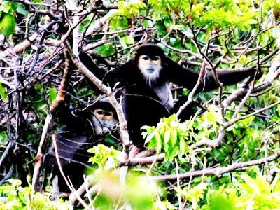 Triển khai thành lập Khu bảo tồn loài voọc chà vá chân đen ở rừng Hòn Hèo