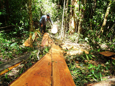 Nhiều điểm nóng về phá rừng nằm trong khu vực Ban quản lý rừng phòng hộ