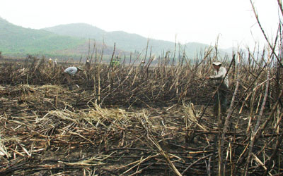 Người dân thôn Tân Phong, xã Ninh Xuân (thị xã Ninh Hòa) khẩn trương thu hoạch diện tích mía bị cháy để giảm bớt thiệt hại.  