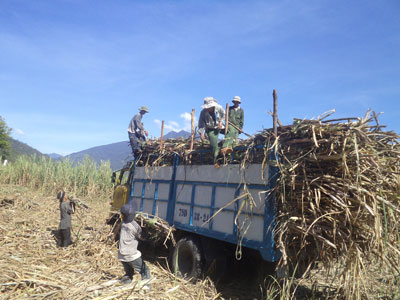 Chỗ dựa của người trồng mía