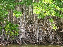 Joint effort made to protect mangrove forest