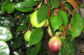 Trị tiêu chảy bằng lá vú sữa