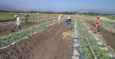 Ách tắc ở đầu ra