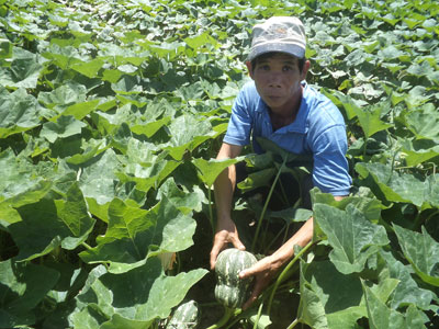 Người dân “mê” trồng bí Hồ lô