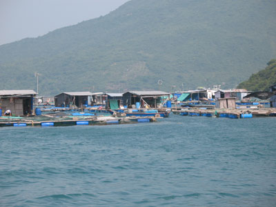  Nuôi tôm hùm là một trong những nguyên nhân gây ô nhiễm môi trường trong vịnh Nha Trang.