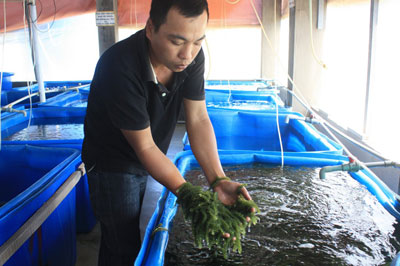 Làm giàu từ rong nho