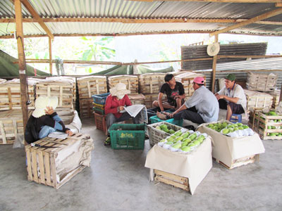 Một mùa xoài ảm đạm