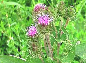 Ngưu bàng tử mát họng, giảm đau