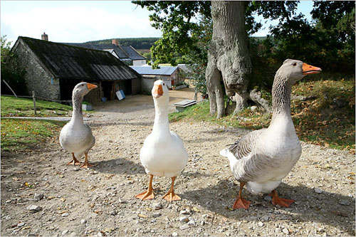 Thịt ngỗng chữa suy nhược cơ thể