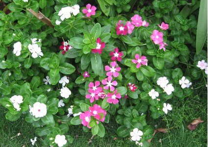 Thuốc chữa ung thư từ cây dừa cạn