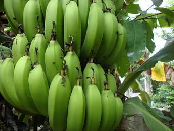 Chuối xanh cùng mật ong chữa đau dạ dày