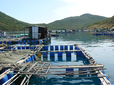 Tôm hùm chết, thiệt hại trên 50 tỷ đồng