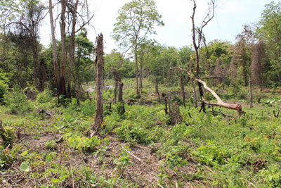 Phải bảo vệ bằng được rừng căm xe tại xã Ninh Tây