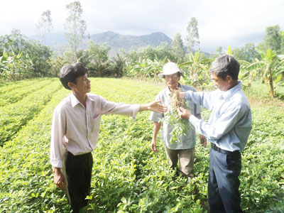 Trao đổi kinh nghiệm, tìm biện pháp sản xuất hiệu quả tại tổ liên kết Vạn Phú.