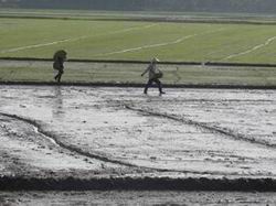 Không để nhiều trà lúa khác nhau trên cùng cánh đồng