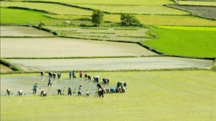 Hỗ trợ 500.000 đồng/ha/năm đất chuyên trồng lúa nước