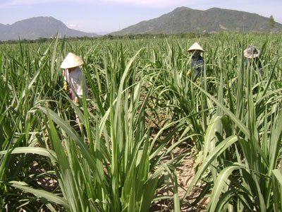 Hiệu quả chưa đạt như mong đợi