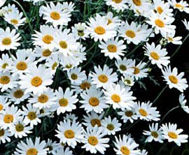 Món ăn, bài thuốc giúp sáng mắt