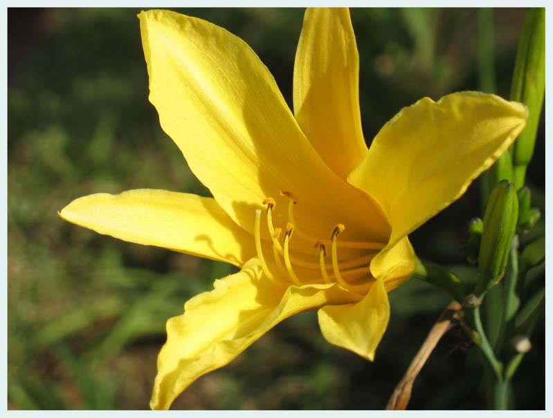 Hoa kim trâm - Nữ hoàng vitamin