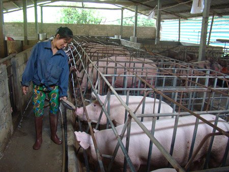 Tạm thời kiểm soát được chất cấm trong chăn nuôi