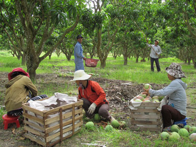 Trồng xoài Úc: Khẳng định hướng đi đúng