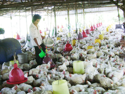 Diên Khánh có nhiều trang trại chăn nuôi quy mô lớn.