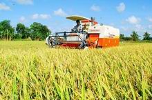 Nâng cao năng suất, chất lượng sản phẩm, hàng hóa nông nghiệp