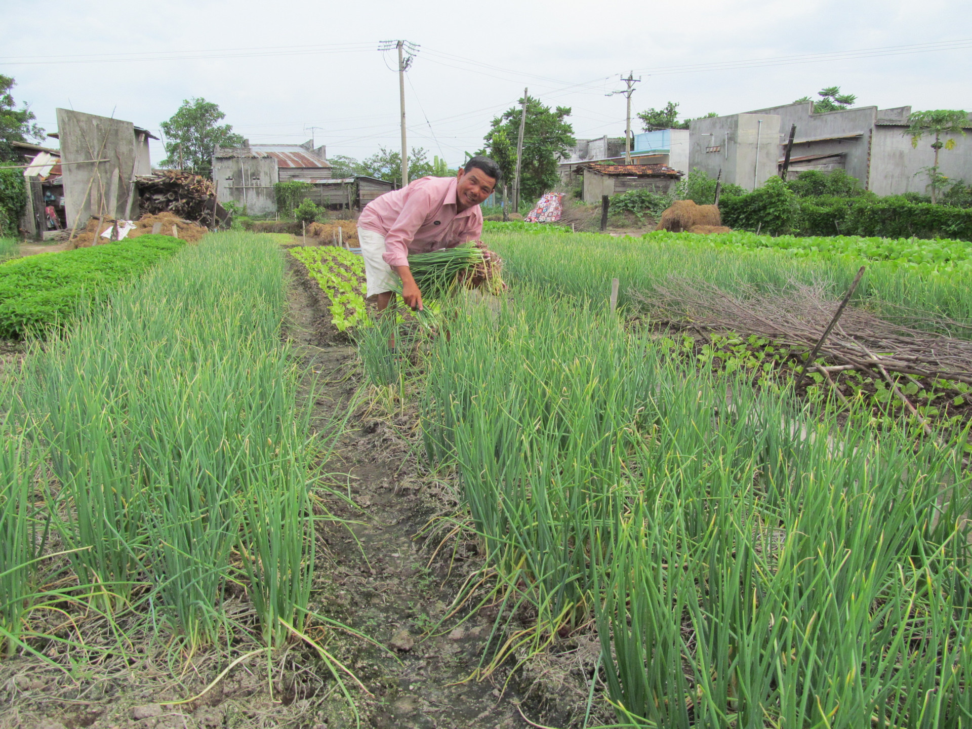 Sản xuất rau tại Tổ liên kết rau Tiến Ra