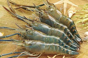 Tôm càng - Món ăn ngon, vị thuốc quý