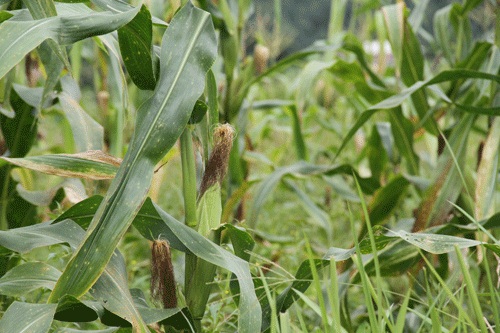 Bài thuốc trị bí tiểu tiện