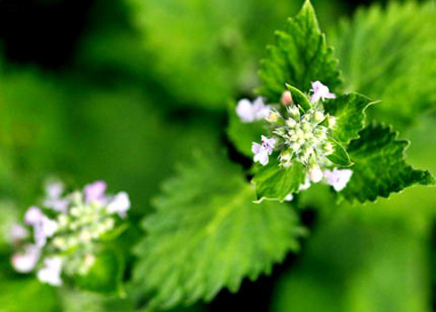 Bài thuốc cổ trị viêm mũi xoang