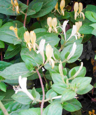 Bài thuốc hỗ trợ trị bệnh zona