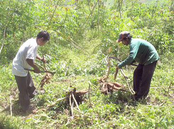 Nông dân chờ giá lên