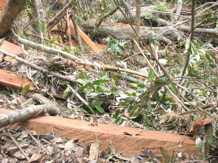 Nhân lực ngành Kiểm lâm: Bài toán khó giải