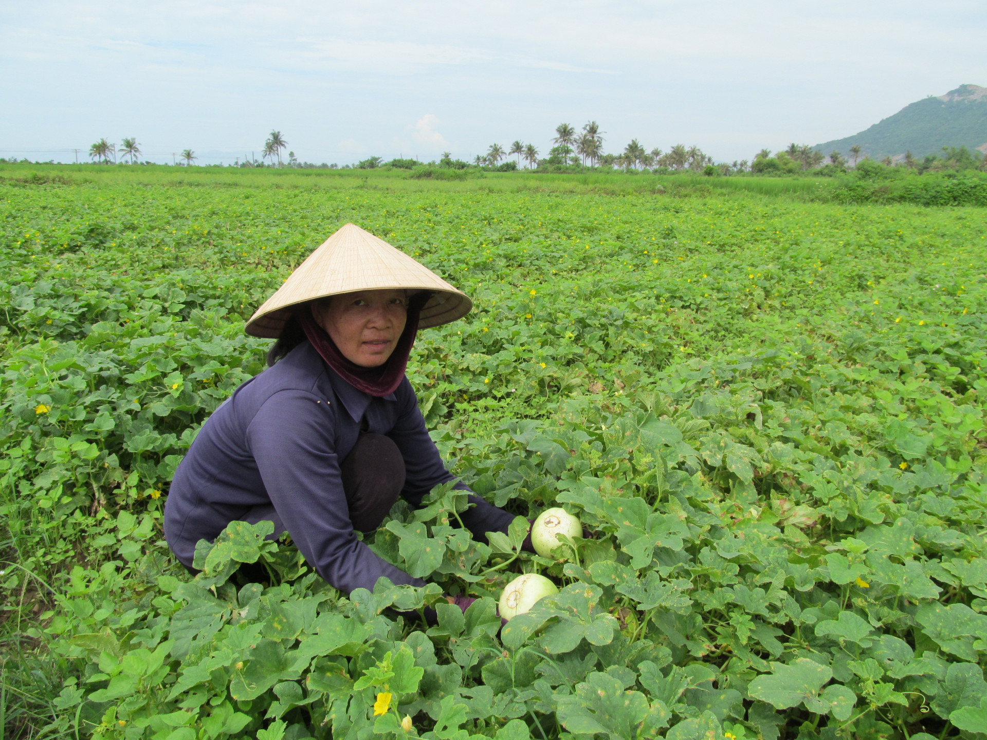 Còn nhiều việc phải làm để cây dưa lê trở thành đặc sản. 