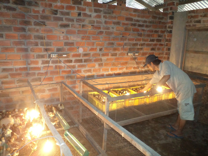 Một nông dân phục tráng giống gà ri